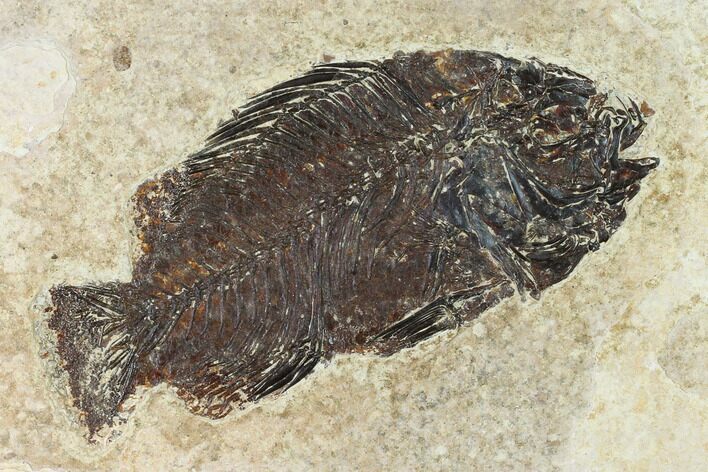 Bargain, Fossil Fish (Cockerellites) - Wyoming #144165